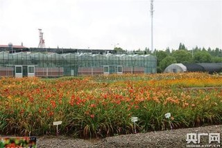 2019首届全国萱草文化 育种与应用研讨会在沪召开