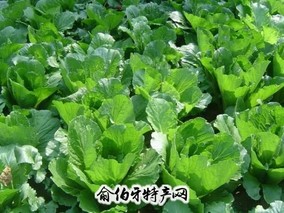 灵山县冬种蔬菜