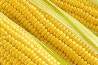 2023年秋玉米价格多少钱一斤？