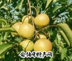 长明脆香梨