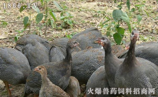 产蛋期种珍珠鸡的饲料养殖要点