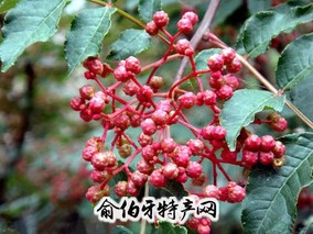 延长花椒