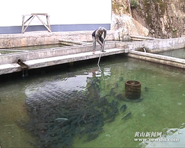 什么是流水养鱼 发展山区流水养鱼要注意哪些