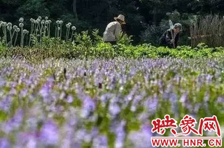 确山夏枯草