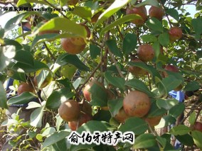 株洲油茶