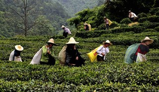 祁门红茶环境和采制