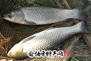 小海子草鱼