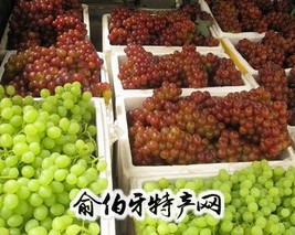 饶阳葡萄