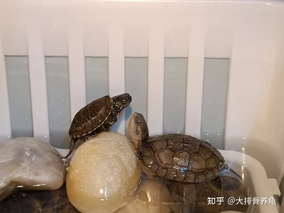 适合新手养的乌龟品种有哪些？