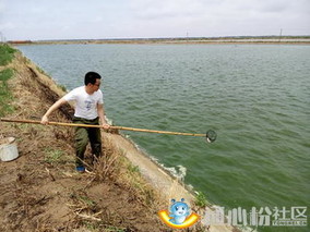 鲫鱼鳃出血病须重视