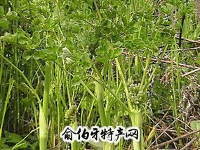 唐松草