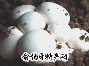 双孢菇