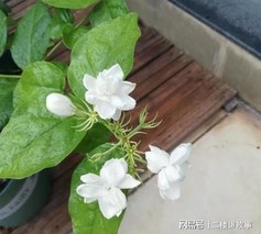 茉莉花开花时间是几月份？会维持多久？