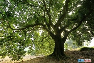 泸州通滩有片大红袍荔枝林 247株古树树龄均超百年