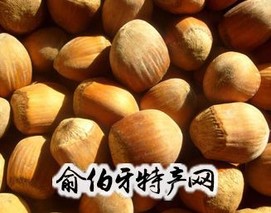 辽阳大果榛子