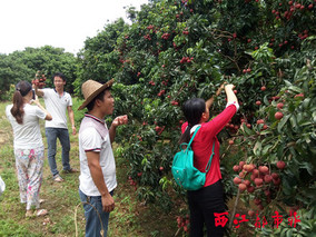 沙头迟熟荔枝