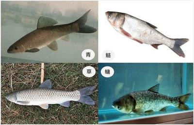 鱼类怎样繁殖下一代，鱼类繁殖方式有哪几种
