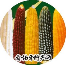 忻州甜糯玉米