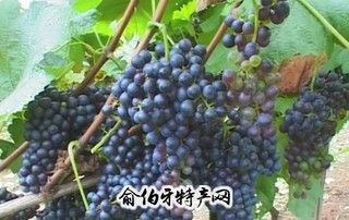 都安山葡萄