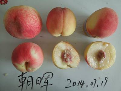 最早成熟的桃品种