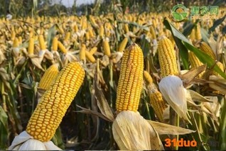 9月玉米价格多少钱一斤？