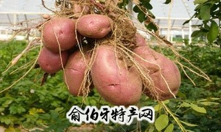 西吉马铃薯