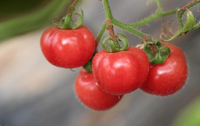 西红柿有哪些催熟方法？