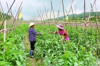 贵阳：推进“菜”“果”“花”精品农业园区建设