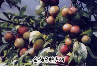 香蕉李