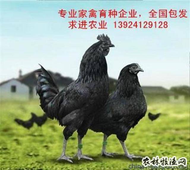 黑凤乌鸡高效养殖技术