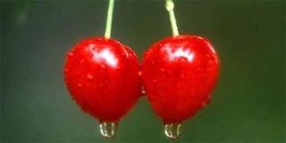 樱桃和车厘子是一种水果吗？