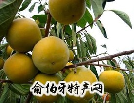 屏南无核柿