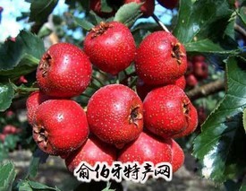 滦红山楂