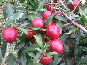 种植青花菜如何管理产量高？