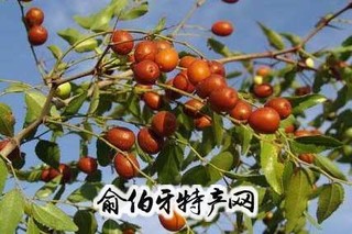 野生酸枣