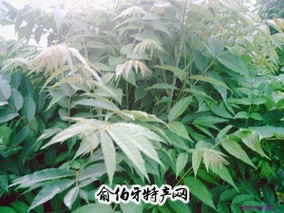 大竹香椿