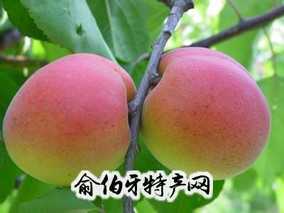 灵台牛心杏