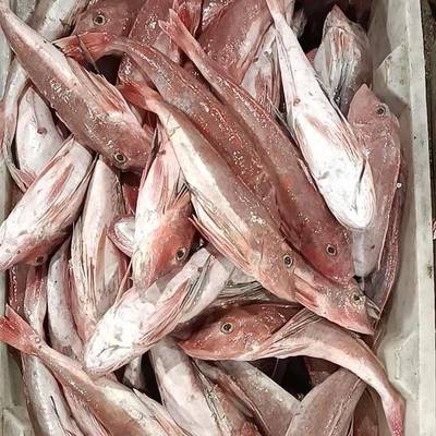 红娘鱼价格多少钱一斤？分布在哪？