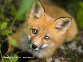 赤狐（别名：狐狸，火狐狸，犬 科）