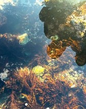 海葵和海龟哪种海洋动物的寿命更长？