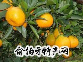 “秋波兮”柑桔