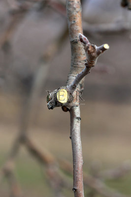 你知道给苹果树修枝的作用是什么吗？