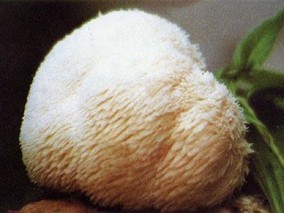 猴头蘑