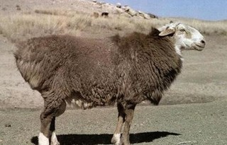 和田一牧场羊肉