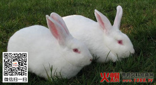 如何预防种兔繁殖力下降