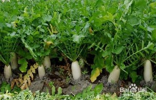 怎么样种大萝卜(大萝卜的种植方法有哪些?)