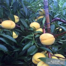 金童黄桃价格多少钱一斤？
