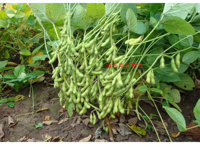 高产大豆种子什么品种好？