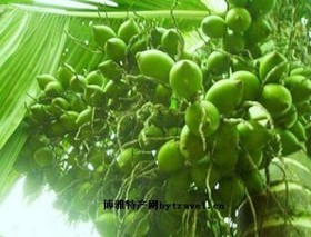 琼中槟榔