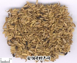 喀什小茴香